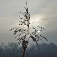 Morgenstimmung am Salinweg