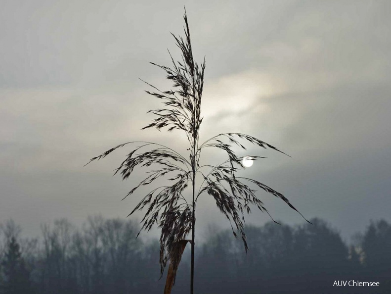 Morgenstimmung am Salinweg