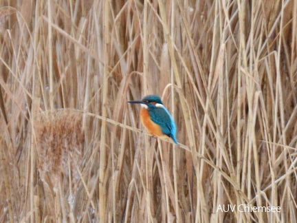 Eisvogel