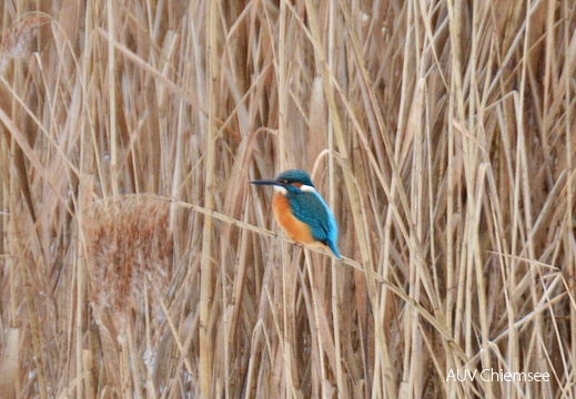 Eisvogel