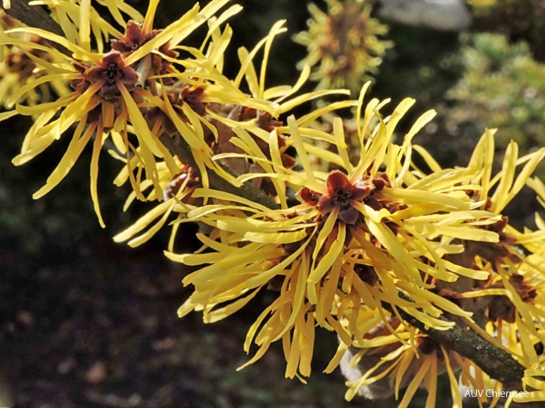 AktNatBeo-160212-jz-Zaubernuss__Hamamelis__JZIN1174.jpg