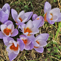 Krokus