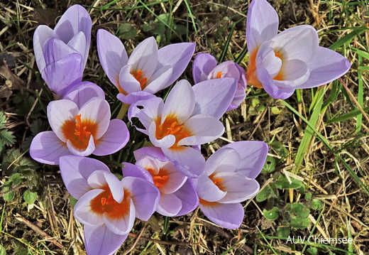 Krokus