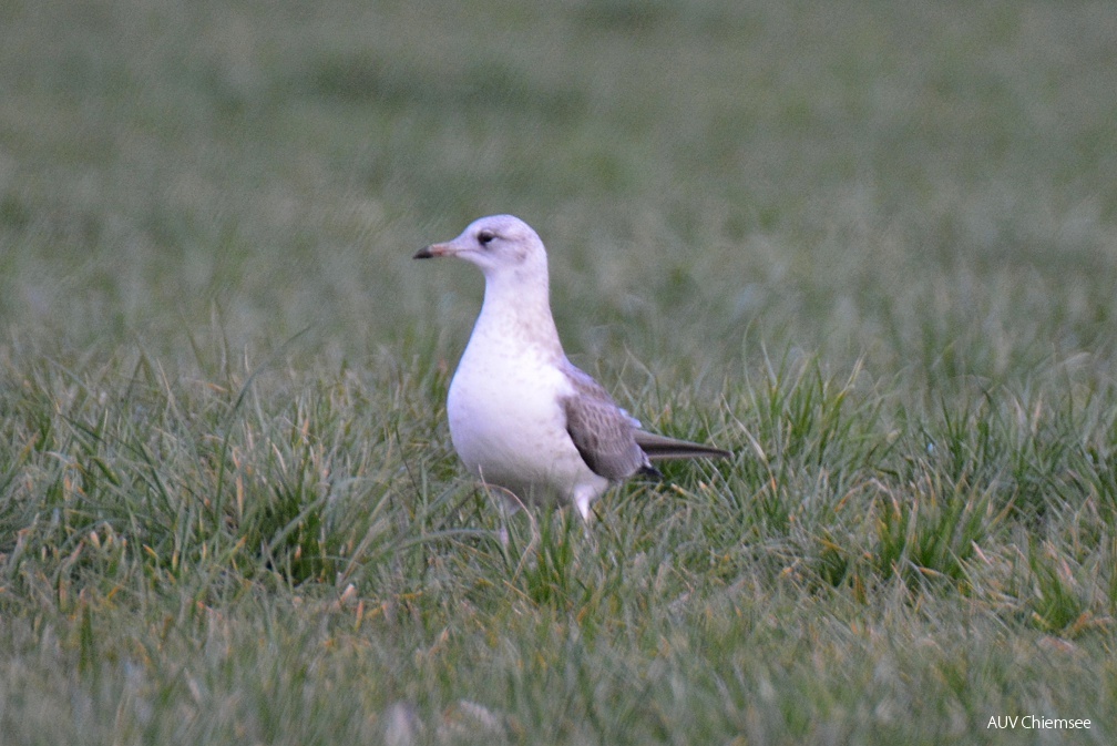 juvenile Sturmmöwe