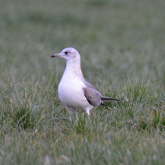 juvenile Sturmmöwe