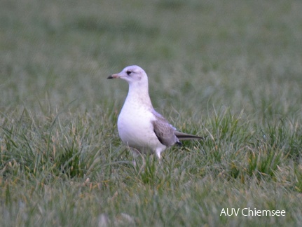 juvenile Sturmmöwe