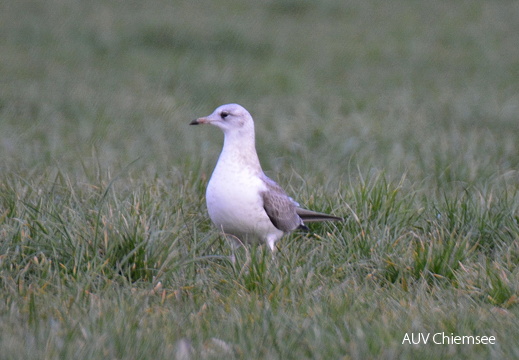 juvenile Sturmmöwe