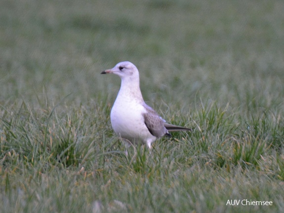 juvenile Sturmmöwe