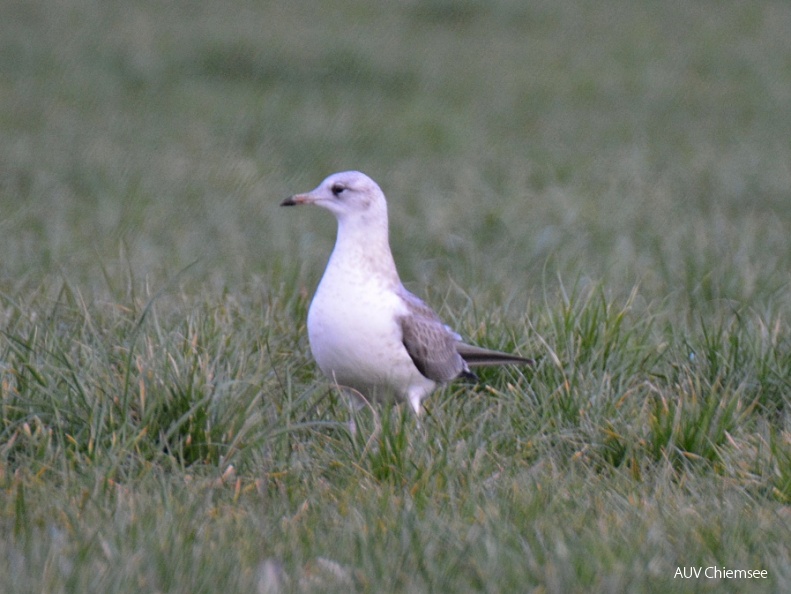 juvenile Sturmmöwe