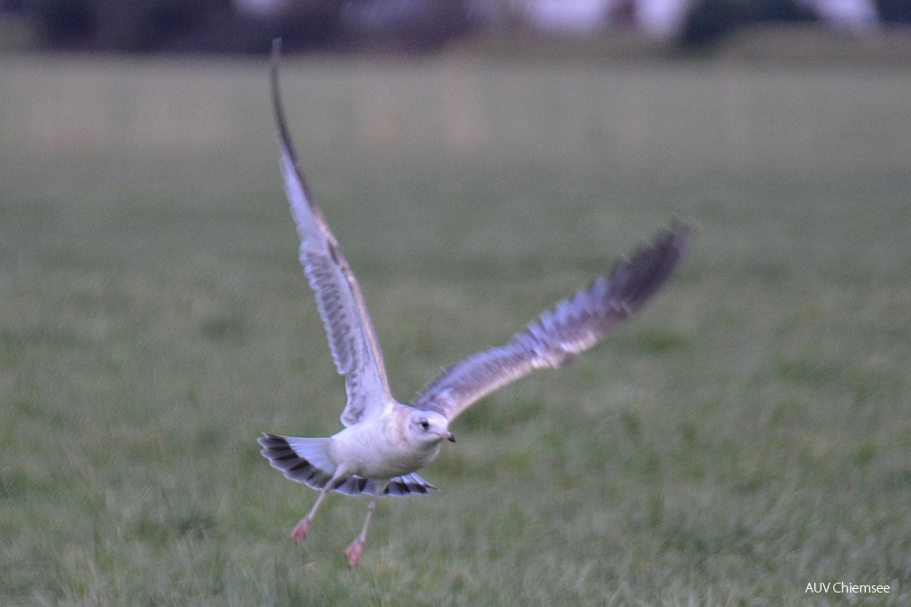 juvenile Sturmmöwe