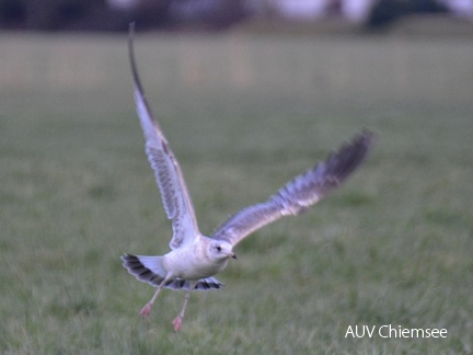 juvenile Sturmmöwe