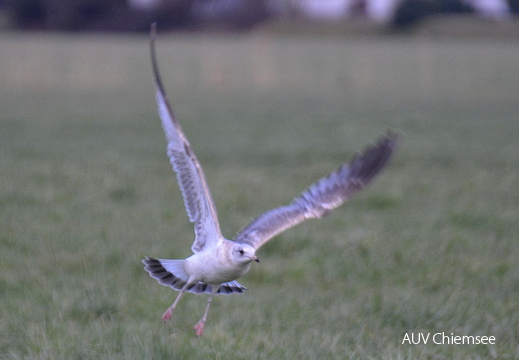 juvenile Sturmmöwe