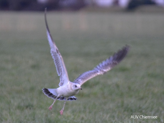 juvenile Sturmmöwe