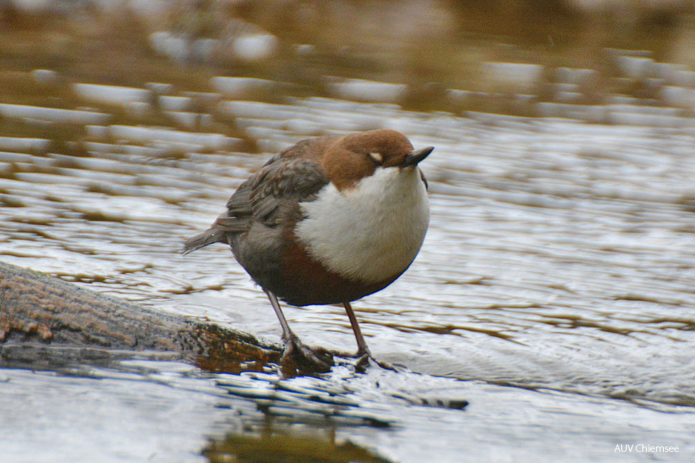 Wasseramsel - Nickhaut