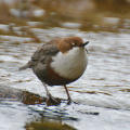 Wasseramsel - Nickhaut