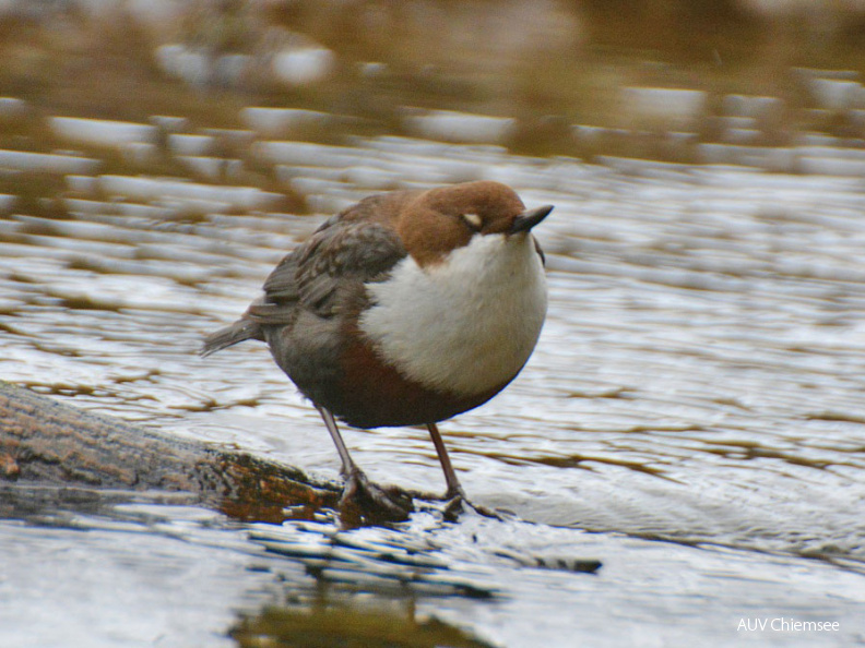 Wasseramsel - Nickhaut