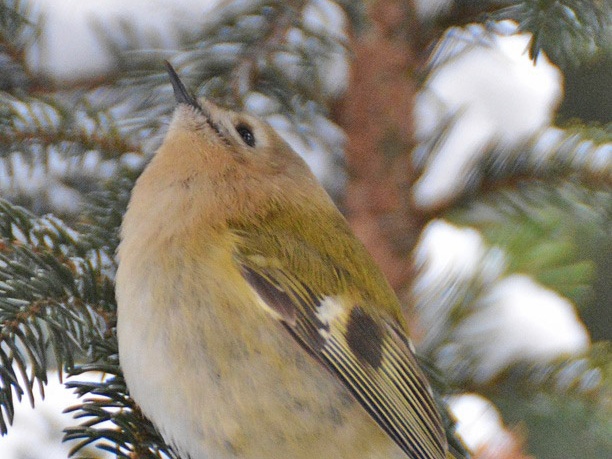 Wintergoldhähnchen - Ausschau