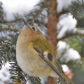 Wintergoldhähnchen - Ausschau