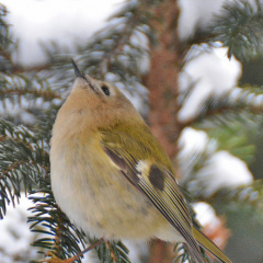 Wintergoldhähnchen - Ausschau