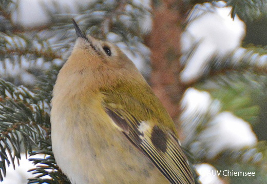 Wintergoldhähnchen - Ausschau