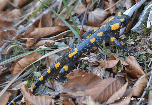 Feuersalamander