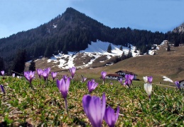 Krokusblu?te am Heuberg