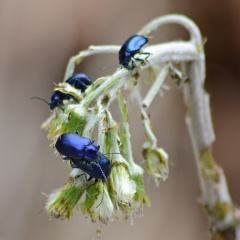 Käfer am Weißen Pestwurz