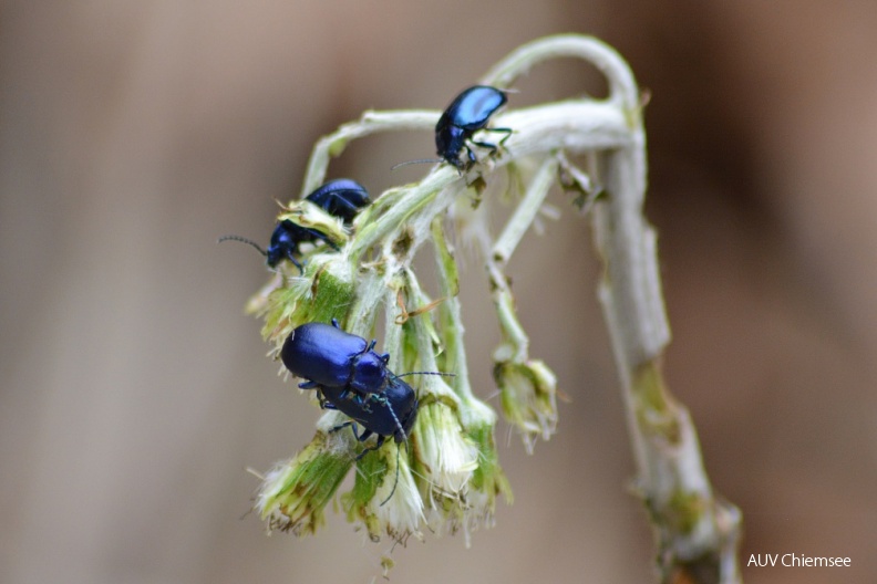 AktNatBeo-160407-ja-Kaefer_Weisse_Pestwurz.jpg