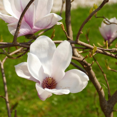 Magnolienblüten