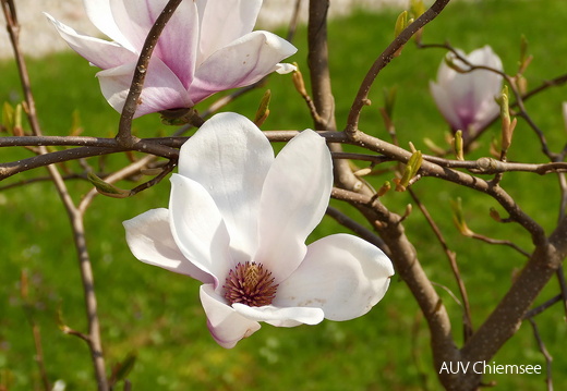Magnolienblüten