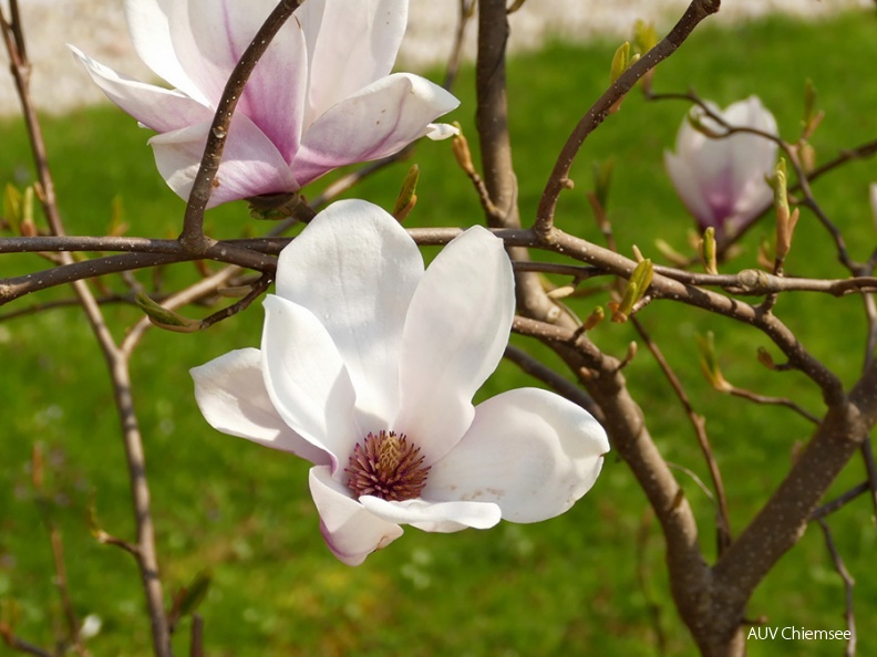 AktNatBeo-160412-gl-P11_Magnolienblueten-900pix.jpg