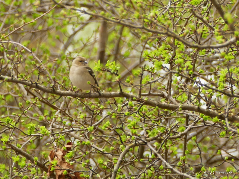 AktNatBeo-160412-gl-P05_Buchfink_Weibchen-900pix.jpg