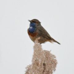 Blaukehlchen - weiße Brust