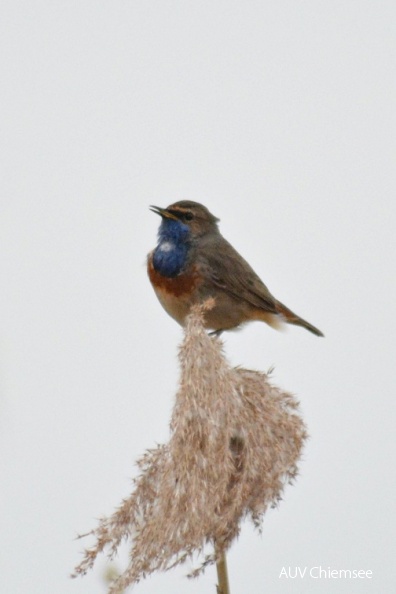 AktNatBeo-160421-ja-Blaukehlchen_weisse_Brust.jpg