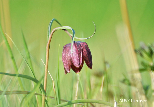 Schachblume