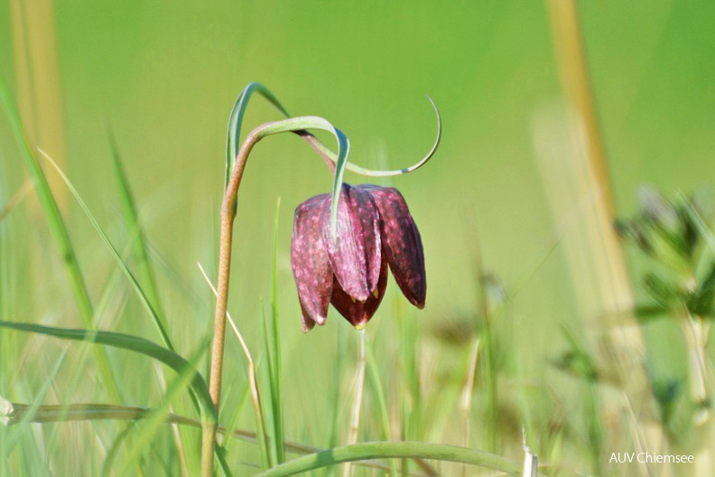 AktNatBeo-160421-ja-Schachblume.jpg