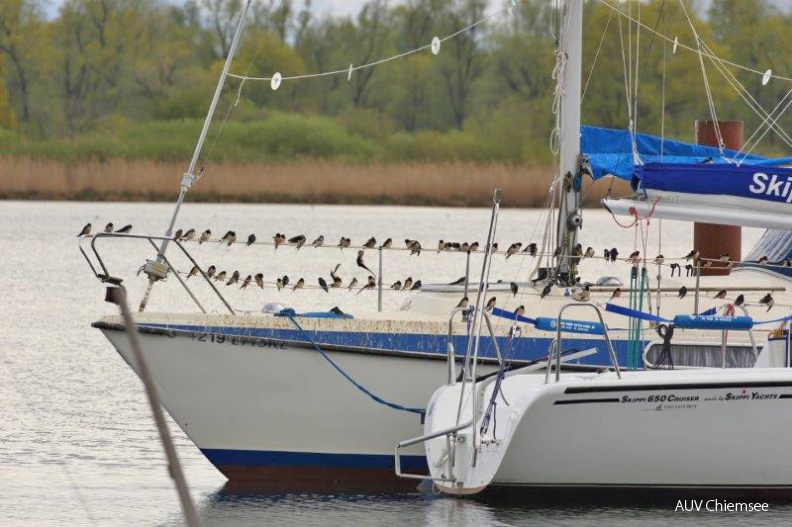 AktNatBeo-160427-ah-Schwalbenrast_auf_Segelboot-243.jpg