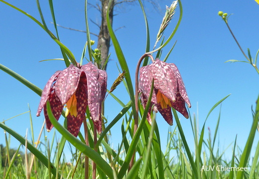 Schachbrettblumen  ...