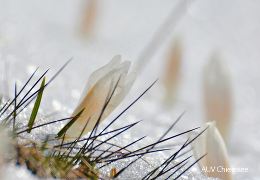 Krokus