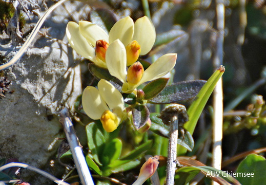 buchsblättrige Kreuzblume