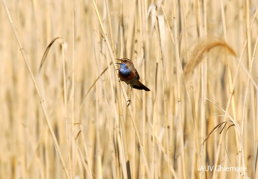 Blaukehlchen