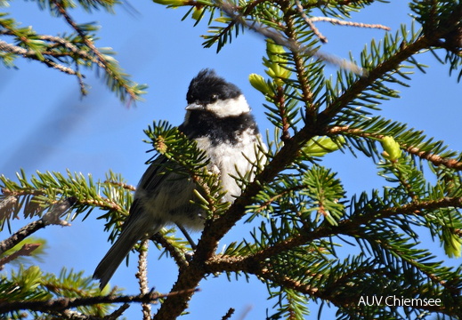 juvenile Tannenmeise
