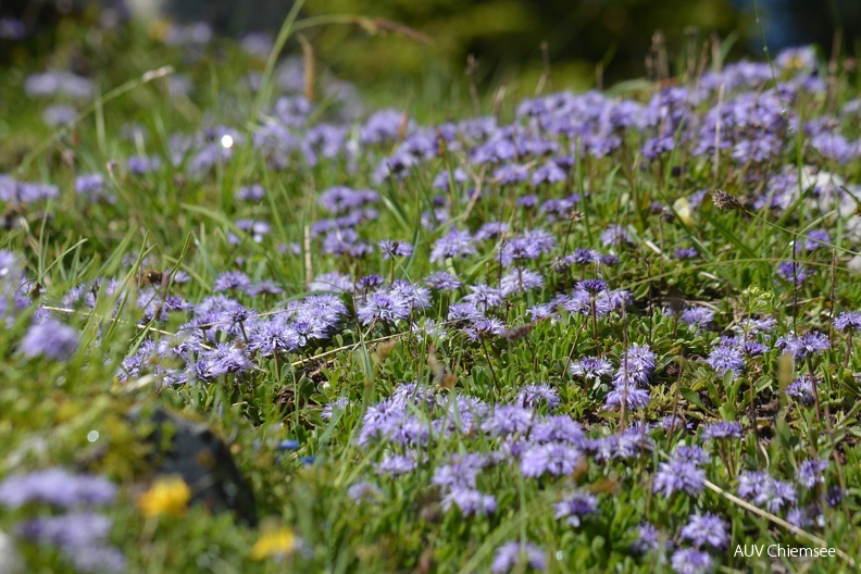 AktNatBeo-160620-ja-Nacktstaenglige_Kugelblume.jpg