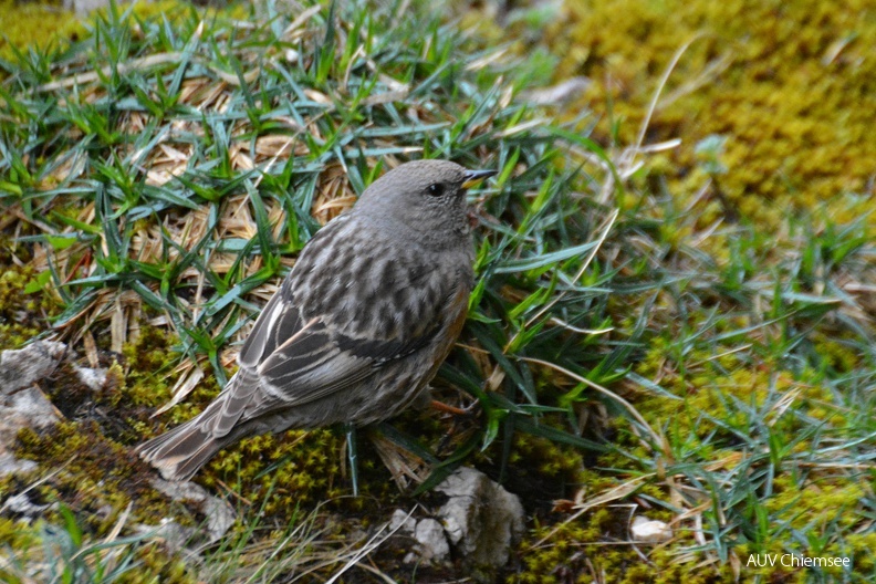 AktNatBeo-160620-ja-Alpenbraunelle.jpg