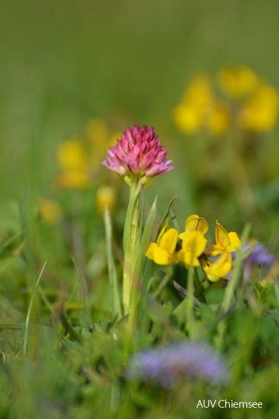 AktNatBeo-160620-ja-Orchidee_Widders_Kohlroschen2.jpg