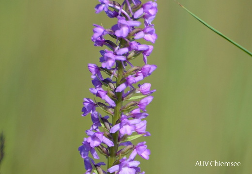 wohlriechende Händelwurz - Orchidee