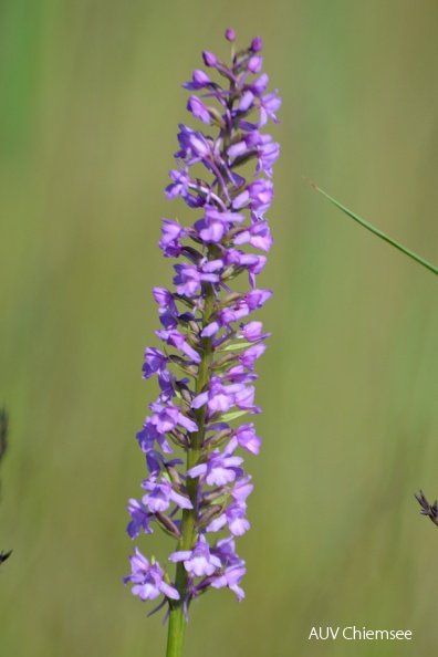 AktNatBeo-160628-ja-Wohlriechende_Haendelwurz_-_Orchidee.jpg