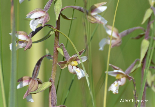 Sumpfstendelwurz - Orchidee