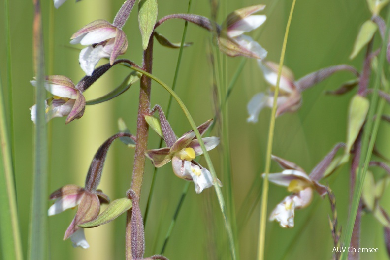 AktNatBeo-160628-ja-Sumpfstendelwurz_-_Orchidee.jpg