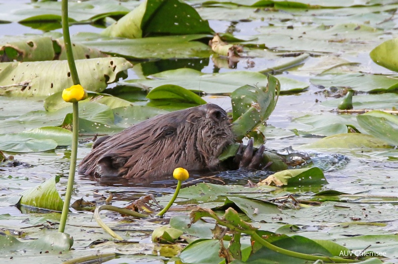 AktNatBeo-160629-hw-Biber1_frisst_Gelbe_Teichrose__Nuphar_lutea__HB_876A5536.jpg